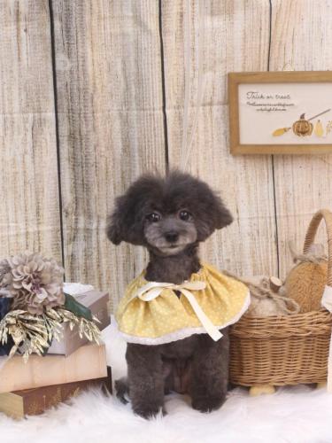 20241016NEROちゃん